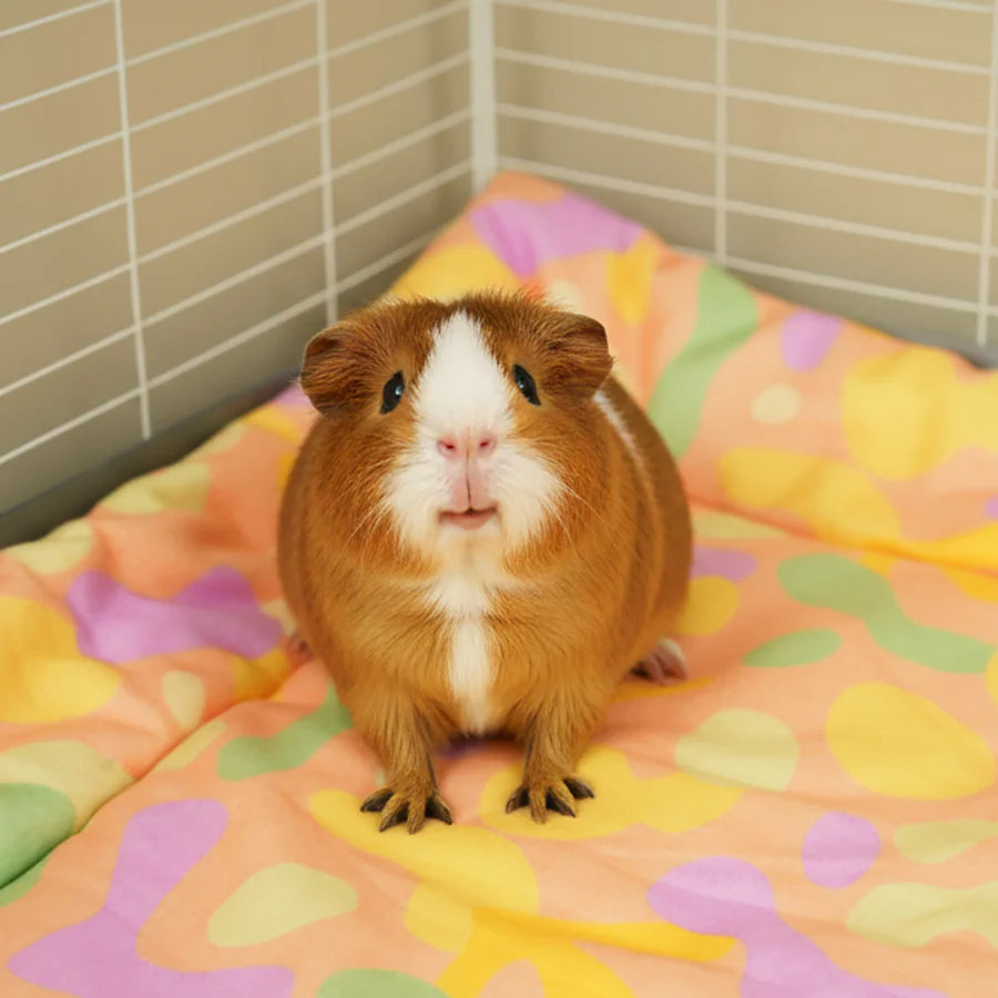 Plush Fleece Liner for Guinea Pigs | Pigcasso V2 Collection - Image 6