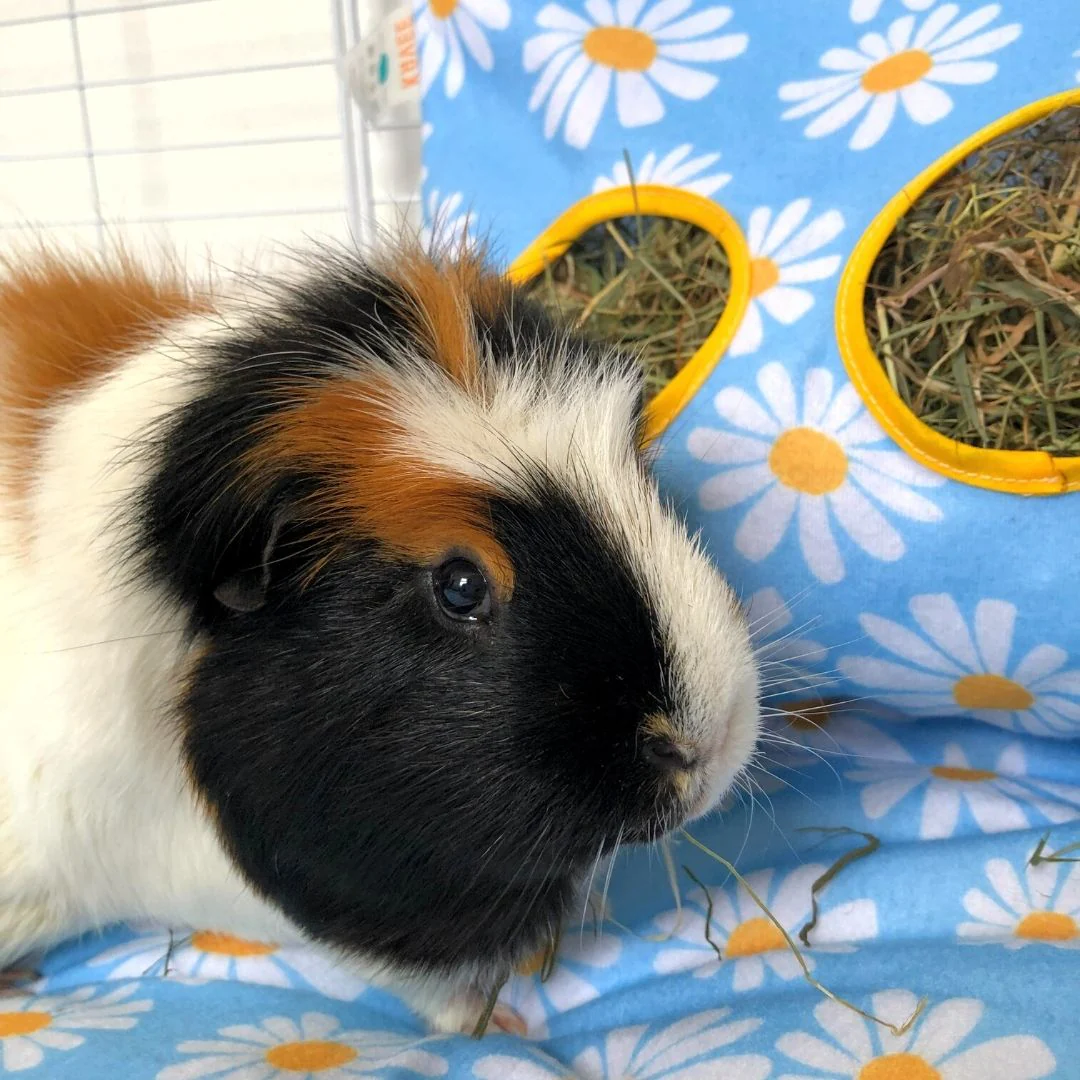 Guinea Pig Hay Bag | Daisy Collection - Image 5
