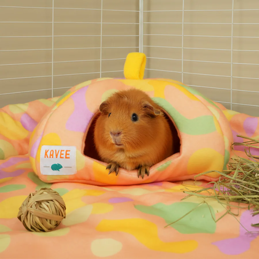 Guinea Pig Hide | Pigcasso V2 Collection - Image 5