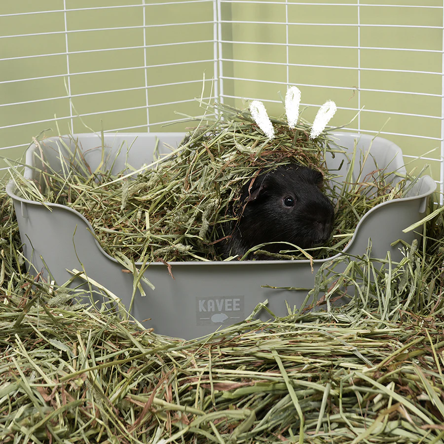 Litter Box for Guinea Pigs & Rabbits - Image 6