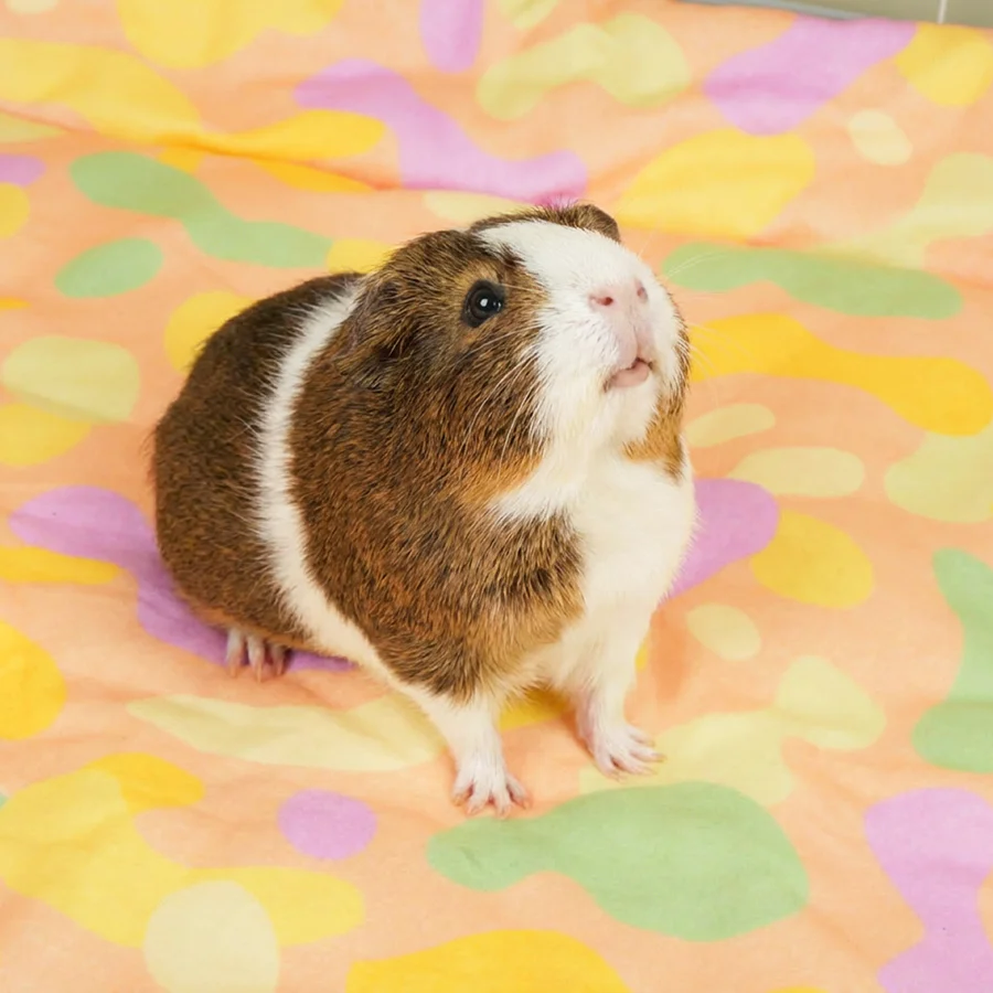 Set of 2 Plush Fleece Liners | Pigcasso V2 Bundle - Image 5
