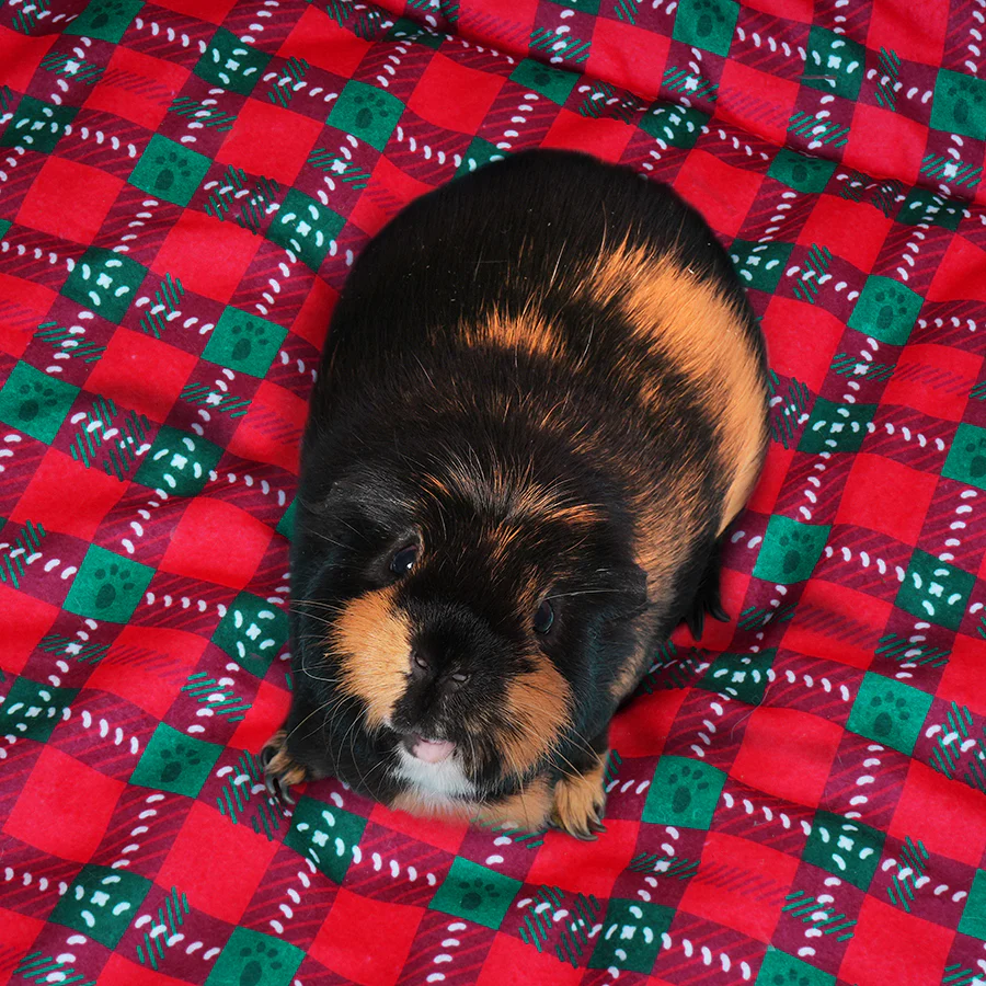 Set of 2 Plush Fleece Liners for Guinea Pigs | Merry Pigmas Collection - Image 4